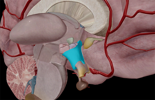 Vitamins  Minerals For The Pituitary Gland Healthfully